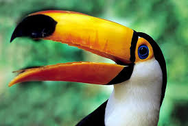 Photo of toucan with link to rainforest information