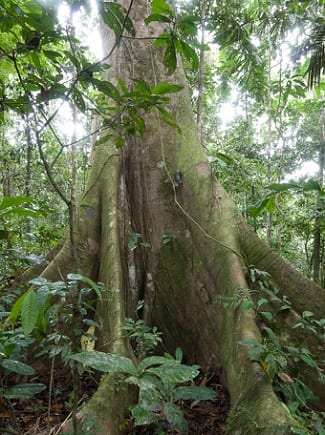 Photo of rainforest tree with link