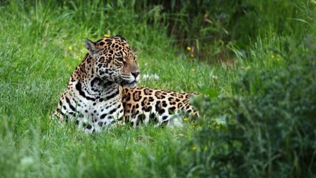 Leopard in grass with link to rainforest information