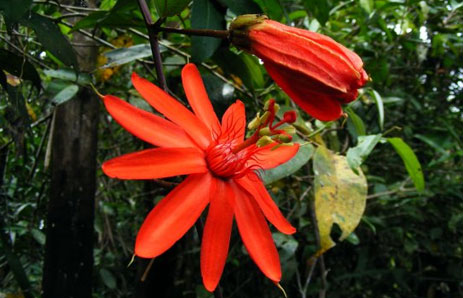 Photo of rainforest flower with link