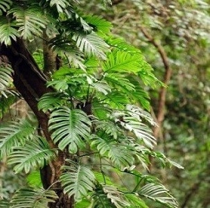 Photo of rainforest plant with link